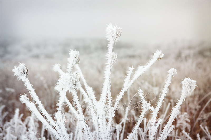 hoar frost photos