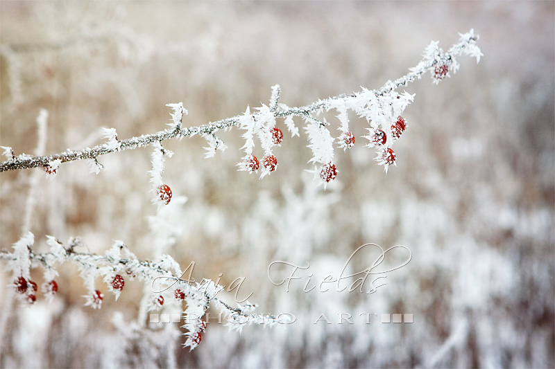 hoar frost in Wisconsin