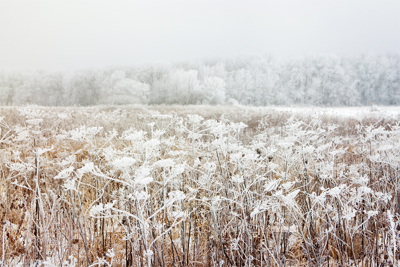 frosted prairie in Wisconsin