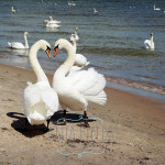 swans-in-love