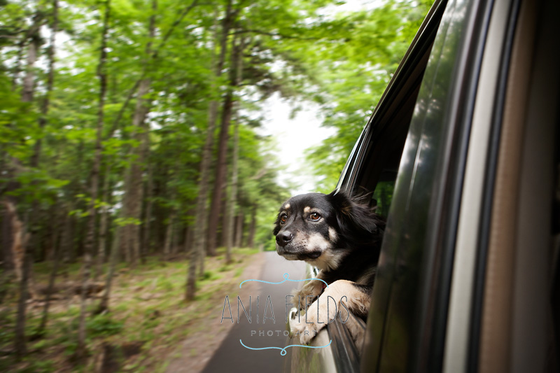 hikes-with-dog-in-Wisconsin_24